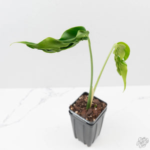 Monstera Deliciosa 'Hurricane' (wk43-U126)