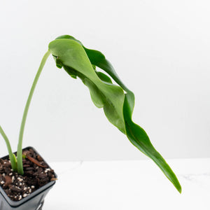 Monstera Deliciosa 'Hurricane' (wk36-U126)