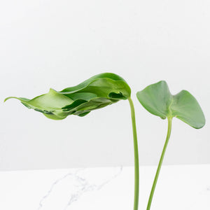 Monstera Deliciosa 'Hurricane' (wk36-U126)
