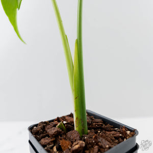 Monstera Deliciosa 'Hurricane' (wk43-U126)