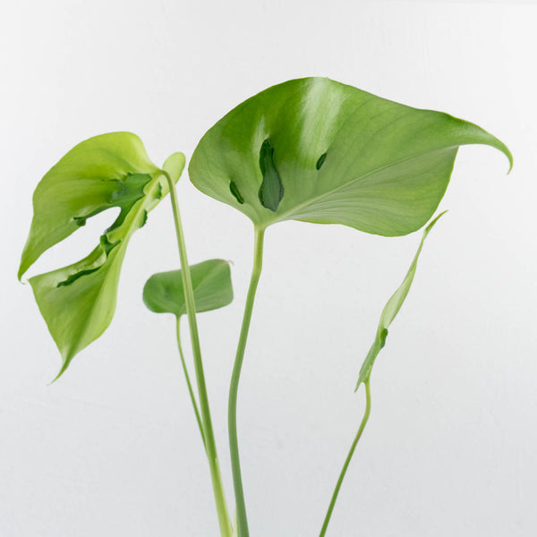 Monstera Deliciosa 'Hurricane' (wk37-U73) – Rare Plant Fairy