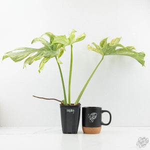 Monstera Deliciosa 'Legacy' (wk17-UD)