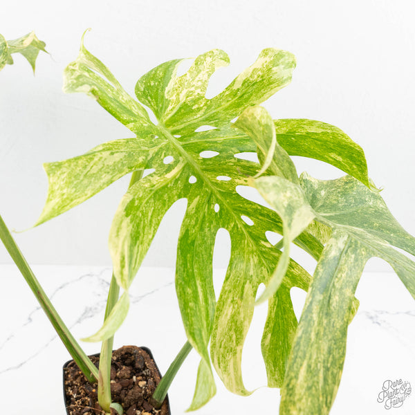 Monstera Deliciosa 'Legacy' (wk17-UD) – Rare Plant Fairy