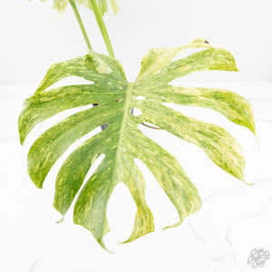 Monstera Deliciosa 'Legacy' (wk17-UD)