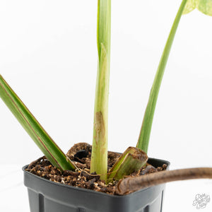 Monstera Deliciosa 'Legacy' (wk17-UD)