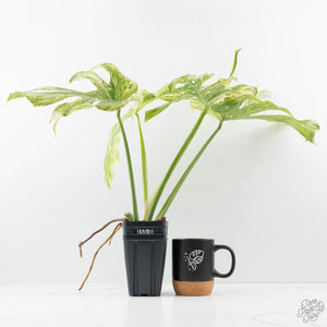 Monstera Deliciosa 'Legacy' (wk25-UA)