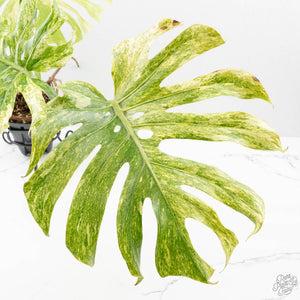 Monstera Deliciosa 'Legacy' (wk25-UA)