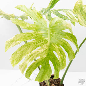 Monstera Deliciosa 'Legacy' (wk25-UA)