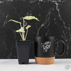 Monstera Deliciosa 'Legacy'