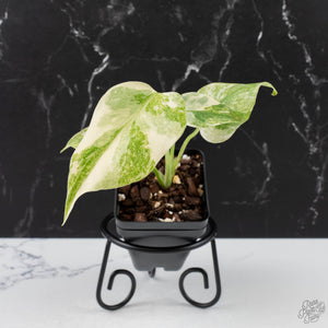 Monstera Deliciosa 'Legacy'