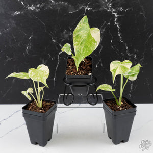 Monstera Deliciosa 'Legacy'
