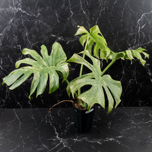 Monstera Deliciosa 'Legacy' (wk40-U31)