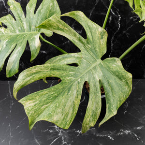 Monstera Deliciosa 'Legacy' (wk40-U31)