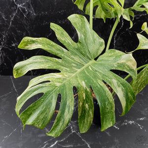 Monstera Deliciosa 'Legacy' (wk40-U31)