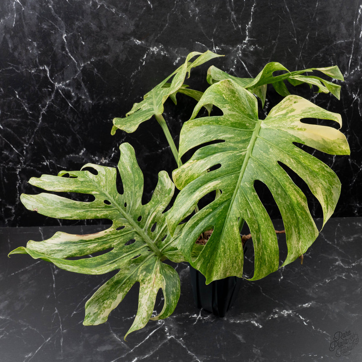 Mature Plant Reference - Monstera Deliciosa 'Legacy'