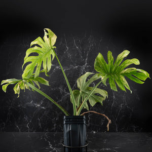 Monstera Deliciosa 'Legacy' (wk40-U31)