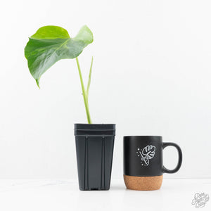 Monstera Deliciosa 'Light Lime' (wk20-UJ)