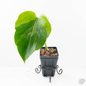 Monstera Deliciosa 'Light Lime' (wk20-UJ)