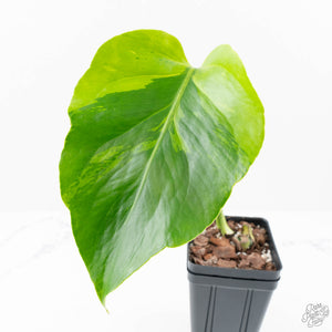 Monstera Deliciosa 'Light Lime' (wk20-UJ)