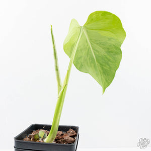 Monstera Deliciosa 'Light Lime' (wk20-UJ)