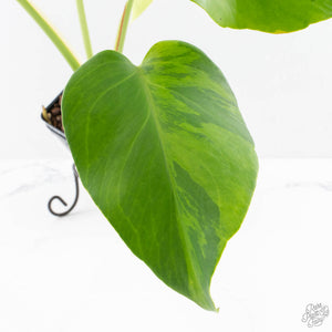 Monstera Deliciosa 'Light Lime' (wk27-UD)