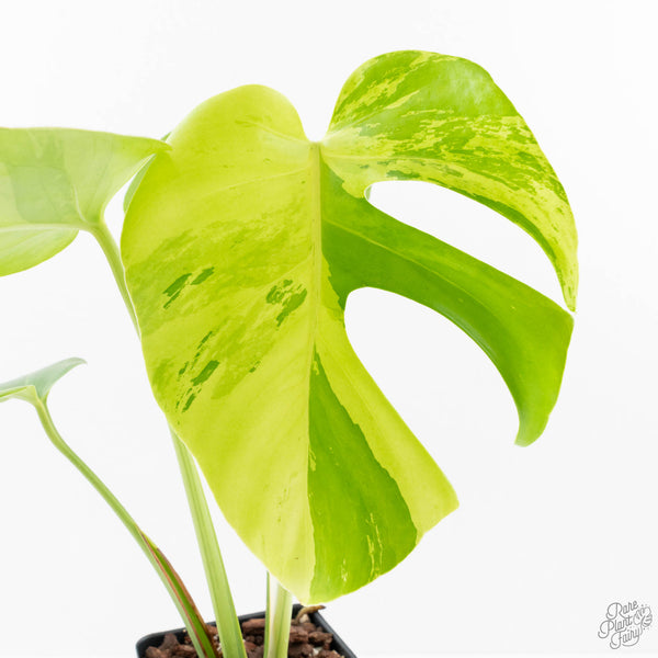 Monstera Deliciosa 'Light Lime' (wk27-UD) – Rare Plant Fairy