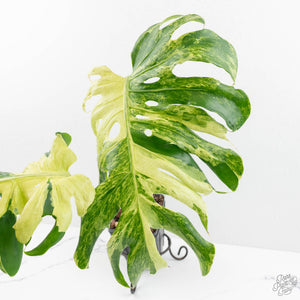 Monstera Deliciosa 'Masterpiece' (wk16-UJ)