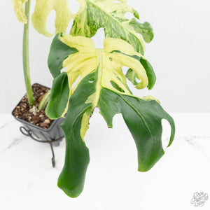 Monstera Deliciosa 'Masterpiece' (wk16-UJ)