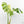 Monstera Deliciosa 'Masterpiece' (wk16-UJ)