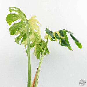 Monstera Deliciosa 'Masterpiece' (wk16-UJ)