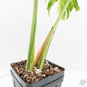 Monstera Deliciosa 'Masterpiece' (wk16-UJ)
