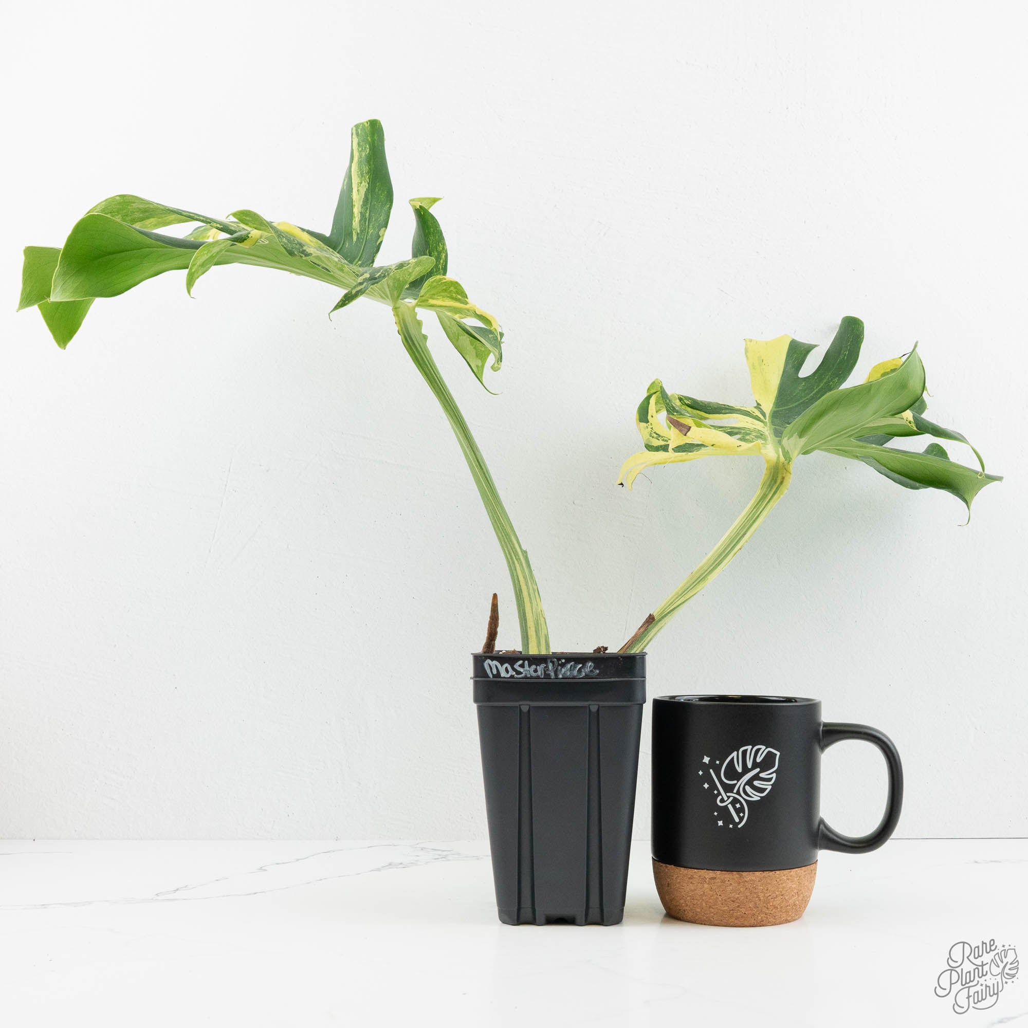 monstera master of plants Monstera Deliciosa 'Masterpiece' (wk18-UQ)