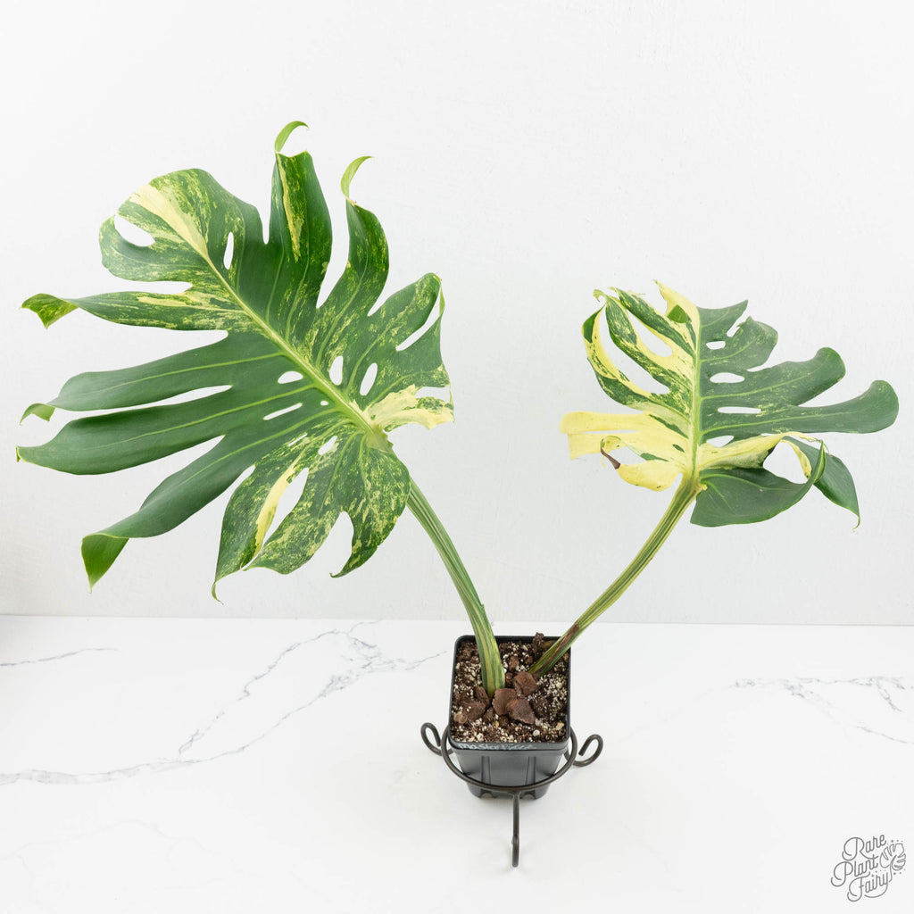 Monstera Deliciosa 'Masterpiece' (wk18-UQ)