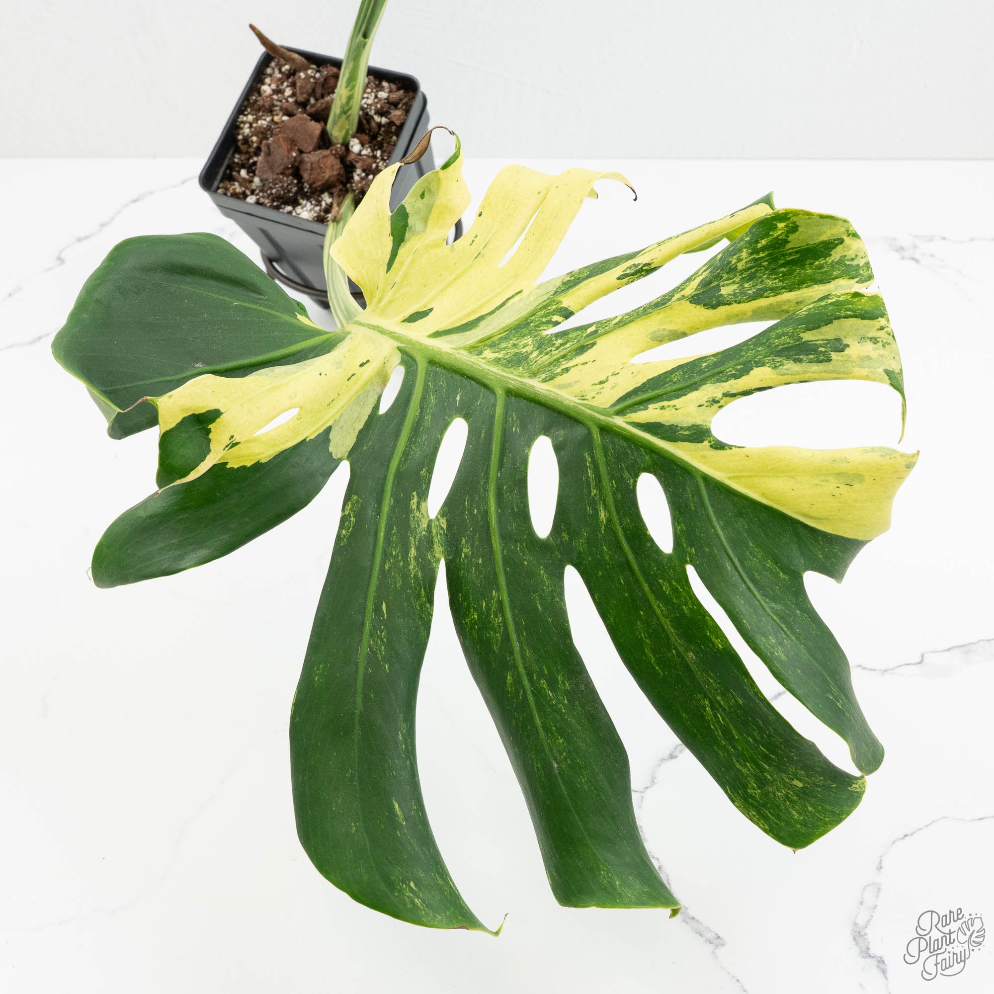 monstera master of plants Monstera Deliciosa 'Masterpiece' (wk18-UQ)