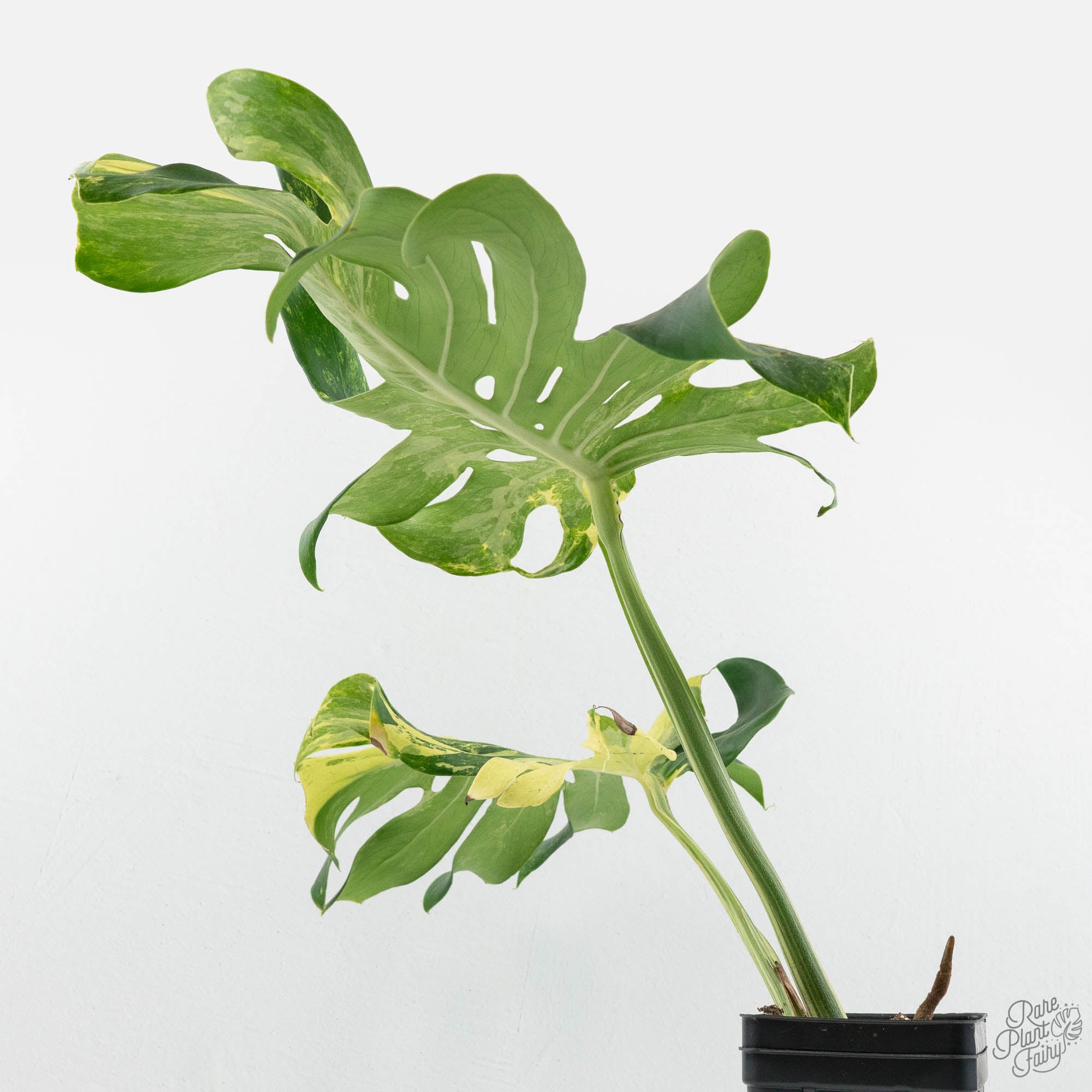monstera plant price philippines Monstera Deliciosa 'Masterpiece' (wk18-UQ)