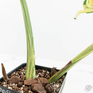 Monstera Deliciosa 'Masterpiece' (wk18-UQ)