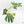 Monstera Deliciosa 'Masterpiece' (wk18-UQ)