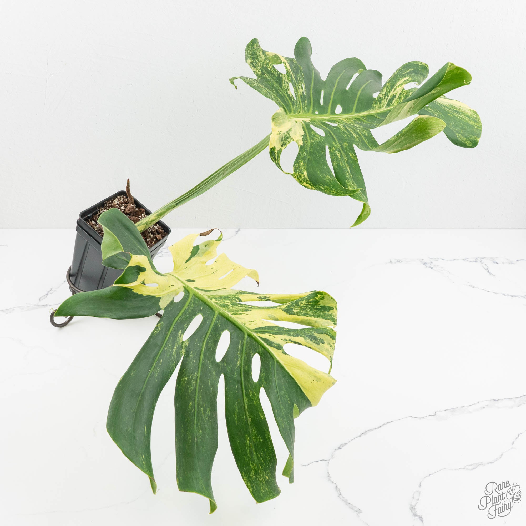foliage plant monstera deliciosa Monstera Deliciosa 'Masterpiece' (wk18-UQ)