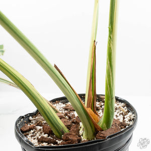 Monstera Deliciosa 'Masterpiece' (wk19-UL)