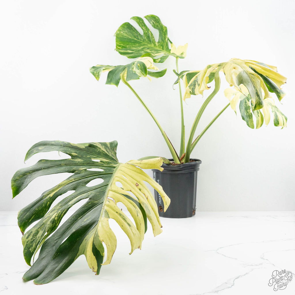 Monstera Deliciosa 'Masterpiece' (wk19-UL)