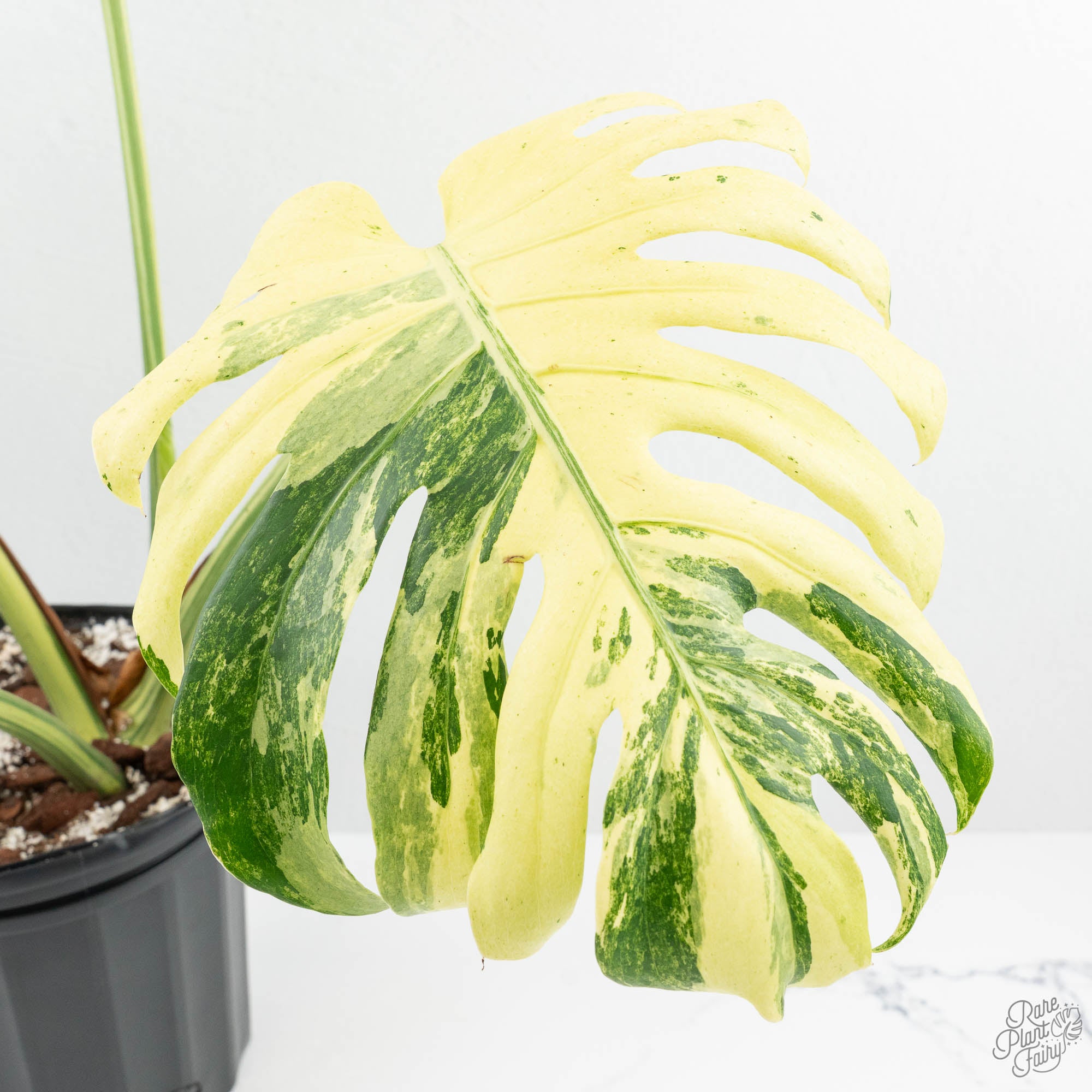 monstera deliciosa 1910 Monstera Deliciosa 'Masterpiece' (wk19-UL)