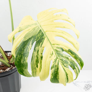 Monstera Deliciosa 'Masterpiece' (wk19-UL)