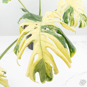 Monstera Deliciosa 'Masterpiece' (wk19-UL)