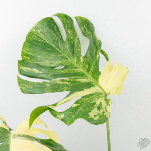 Monstera Deliciosa 'Masterpiece' (wk19-UL)