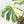 Monstera Deliciosa 'Masterpiece' (wk19-UL)