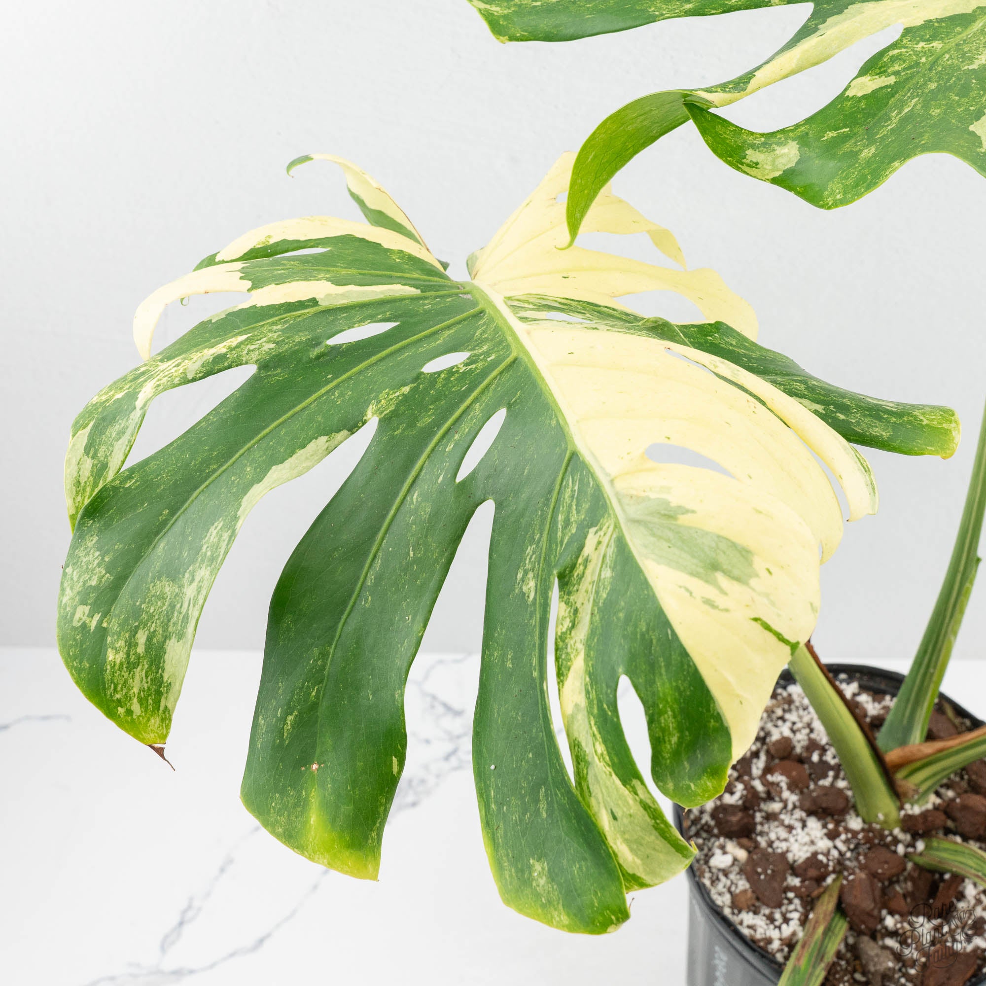 monstera deliciosa pornstar Monstera Deliciosa 'Masterpiece' (wk19-UL)