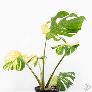 Monstera Deliciosa 'Masterpiece' (wk19-UL)