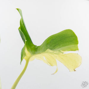 Monstera Deliciosa 'Masterpiece' (wk23-UC)