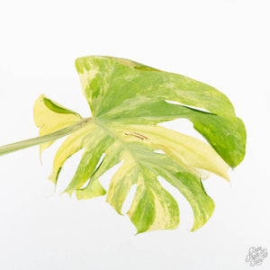 Monstera Deliciosa 'Masterpiece' (wk23-UC)