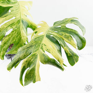 Monstera Deliciosa 'Masterpiece' (wk28-UB)